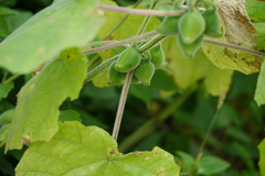 Martynia annua